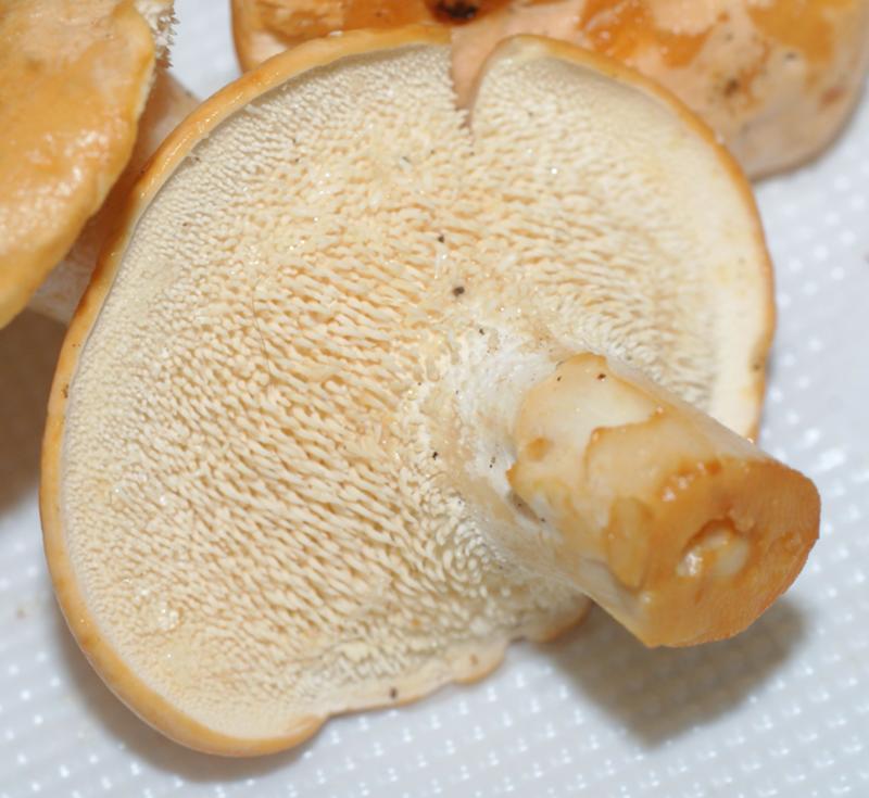 Белый гриб относится к съедобным трубчатым. Трубчатый гименофор гриба. Шампиньон пластинчатый гименофор. Масленок гименофор. Пластинчатый гименофор лисички.
