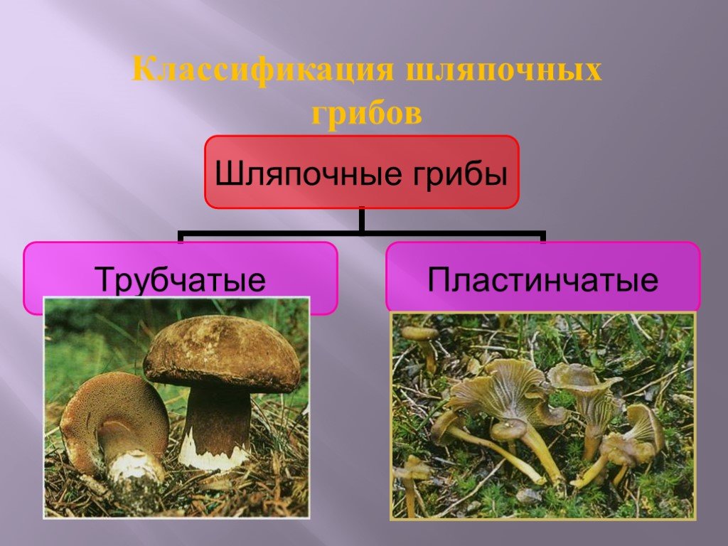 Урок биологии грибы. Классификация шляпочных грибов. Царство грибов Шляпочные. Классификация грибов Шляпочные пластинчатые трубчатые. Царство грибов биология.