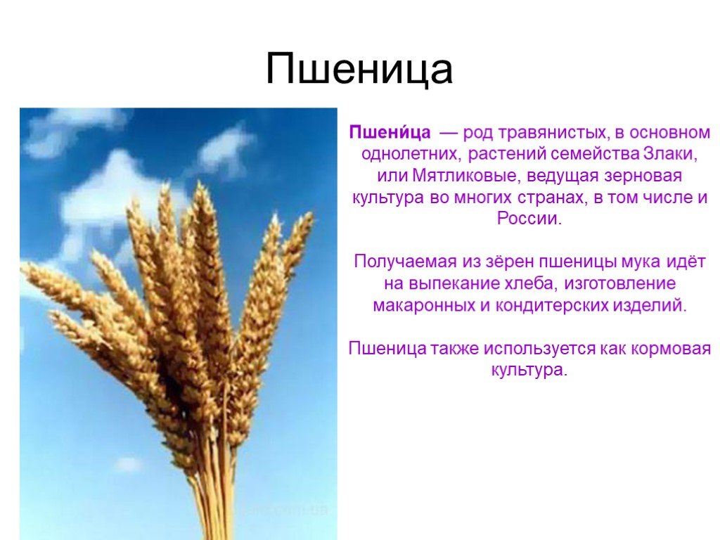 Важнейшей зерновой культурой является. Пшеница информация. Описание пшеницы. Сообщение о пшенице. Пшеница доклад.