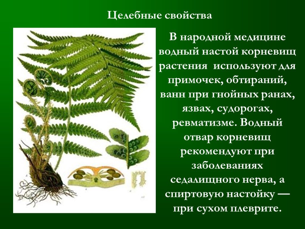 Папоротники значение в природе. Папоротник Щитовник с описанием. Папоротник Щитовник мужской описание. Папоротник это лечебное растение. Сообщение о папоротнике Щитовник мужской.