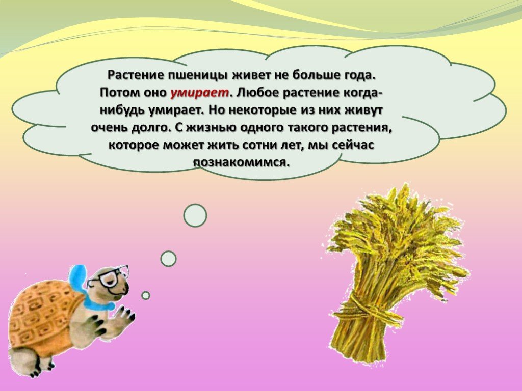 Как живут растения 1 класс презентация. Как долго живут растения. Как живут растения 1 класс окружающий мир. Как живут растения картинки. Презентация как живут растения.