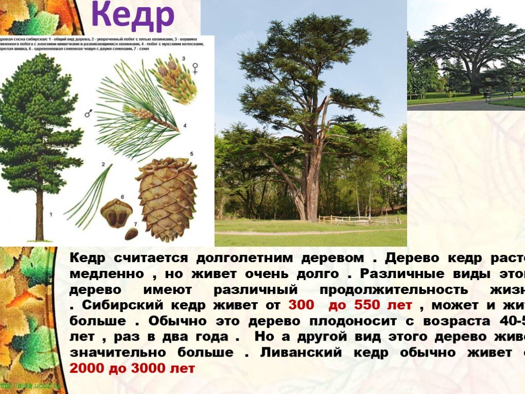 За 1 раз дерево. Кедр Продолжительность жизни дерева таблица. Деревья долгожители Сибирь кедр. Сибирский кедр растет. Дерево кедр Cedrus.