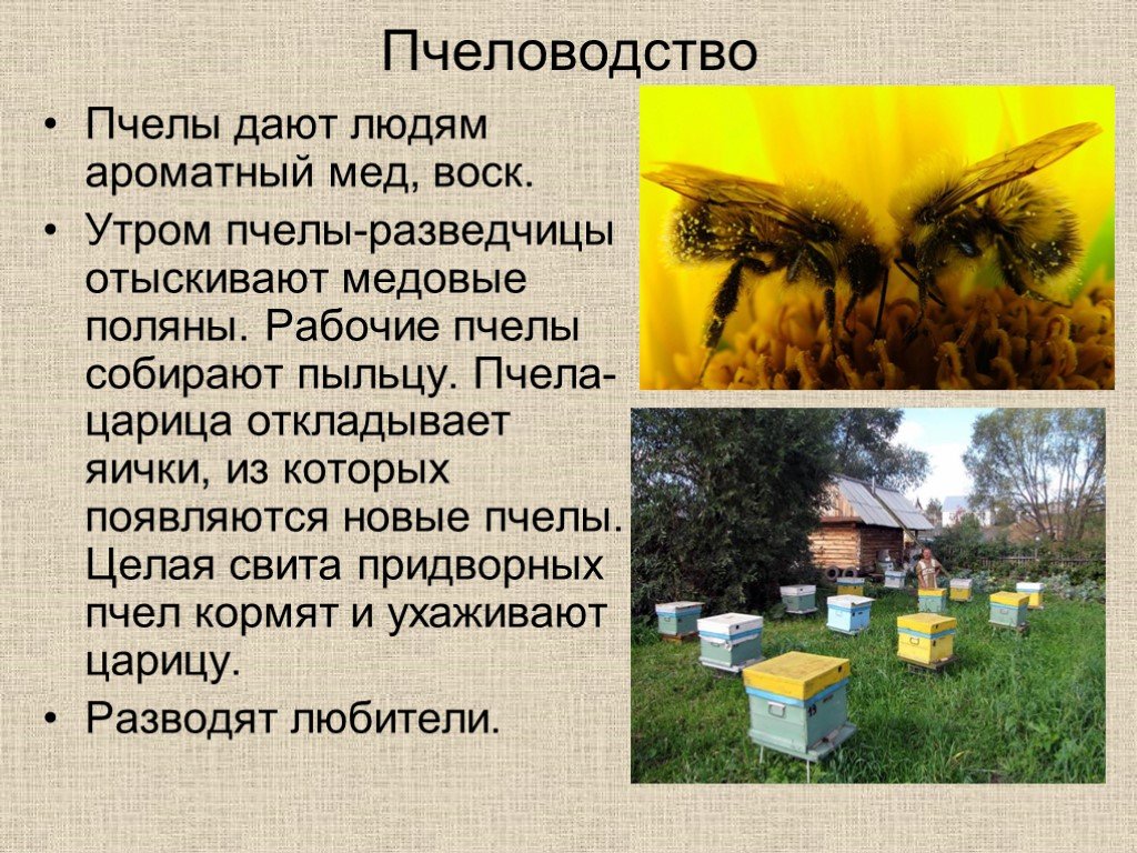 Пчеловодство доклад 3 класс. Пчеловодство презентация. Пчеловодство доклад. Краткая информация о пчелах. Окружающий мир пчелы.