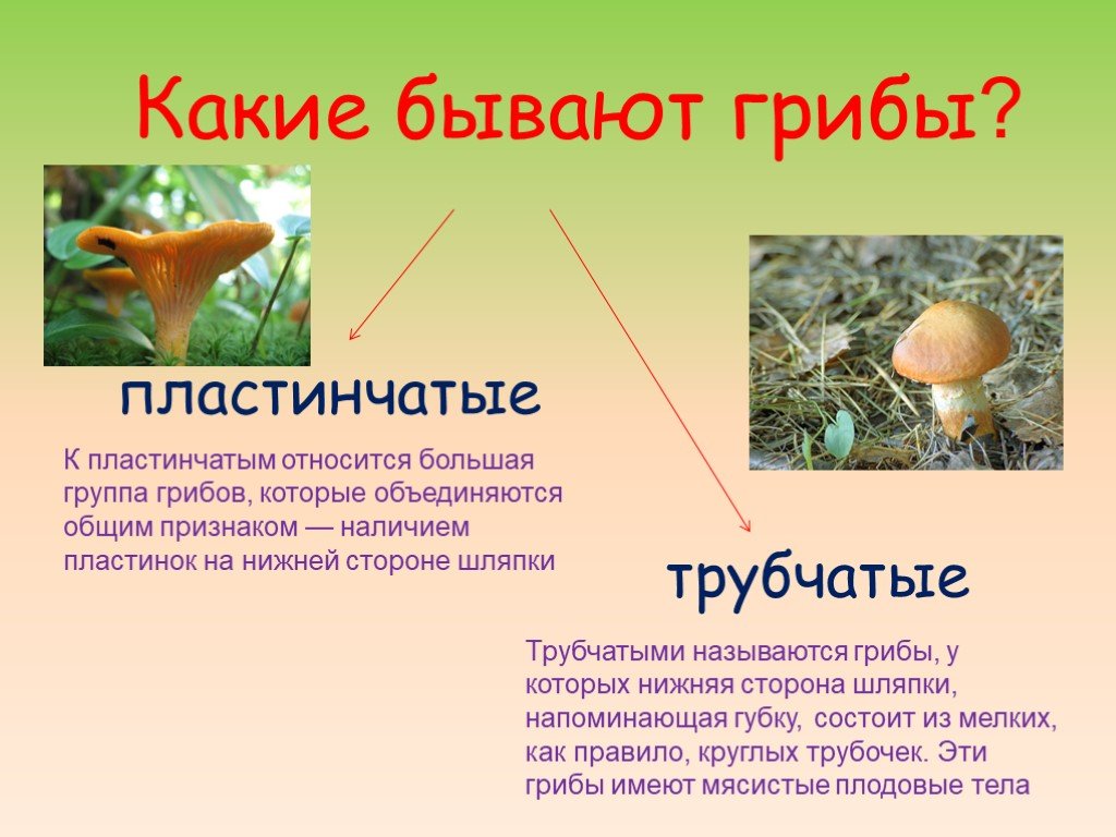 Чем трубчатые грибы отличаются от пластинчатых. Отличие трубчатых грибов от пластинчатых грибов. Грибы бывают трубчатые и пластинчатые. Трутрубчатые и пластинчатые грибы. Какие грибы трубчатые.