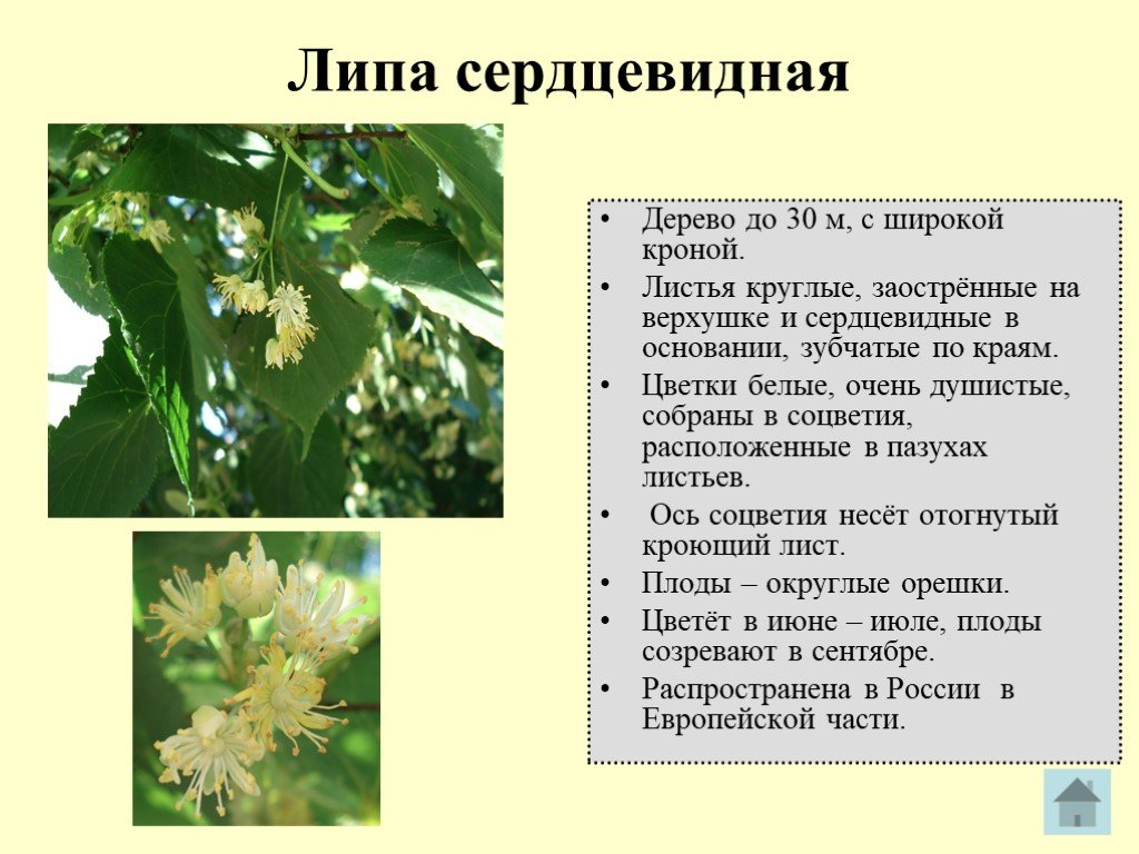 Краткое содержание листа. Липа сердцевидная покрытосеменное растение. Липа сердцевидная ареал. Липа сердцевидная сырье. Липа сердцевидная красная книга.