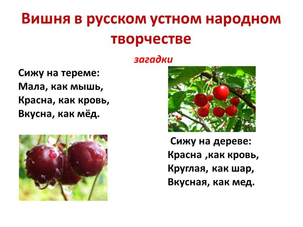 Рассказ о плоде растения. Вишня описание для детей. Рассказ о вишне. Доклад про вишню. Презентация на тему вишня.