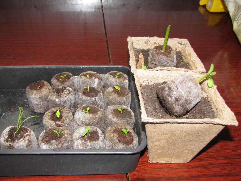 Выращивание герберы из семян в домашних