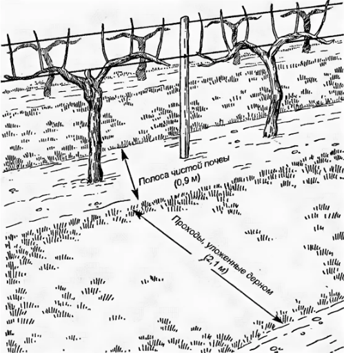 Расстояние между кустов винограда