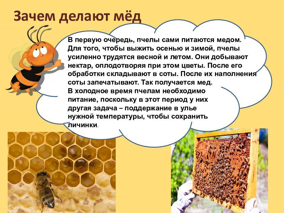 Текст и выполни задания пчелы. Стихи про мед для детей. Стих про пчелу. Загадки про пчел и мед. Пчела для детей.
