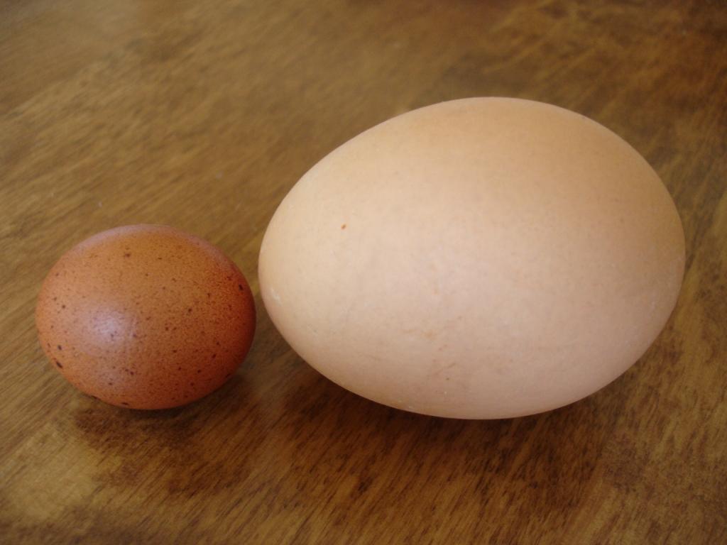 Кура несущая крупные яйца. Яйцо куриное. Крупные куриные яйца. Большое куриное яйцо. Мелкое куриное яйцо.