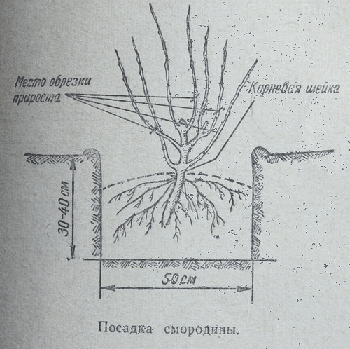 Схема посадки крыжовника