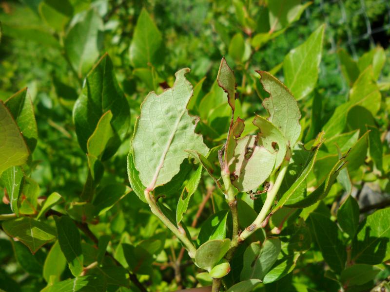 Болезни листьев голубики описание с фотографиями и способы лечения