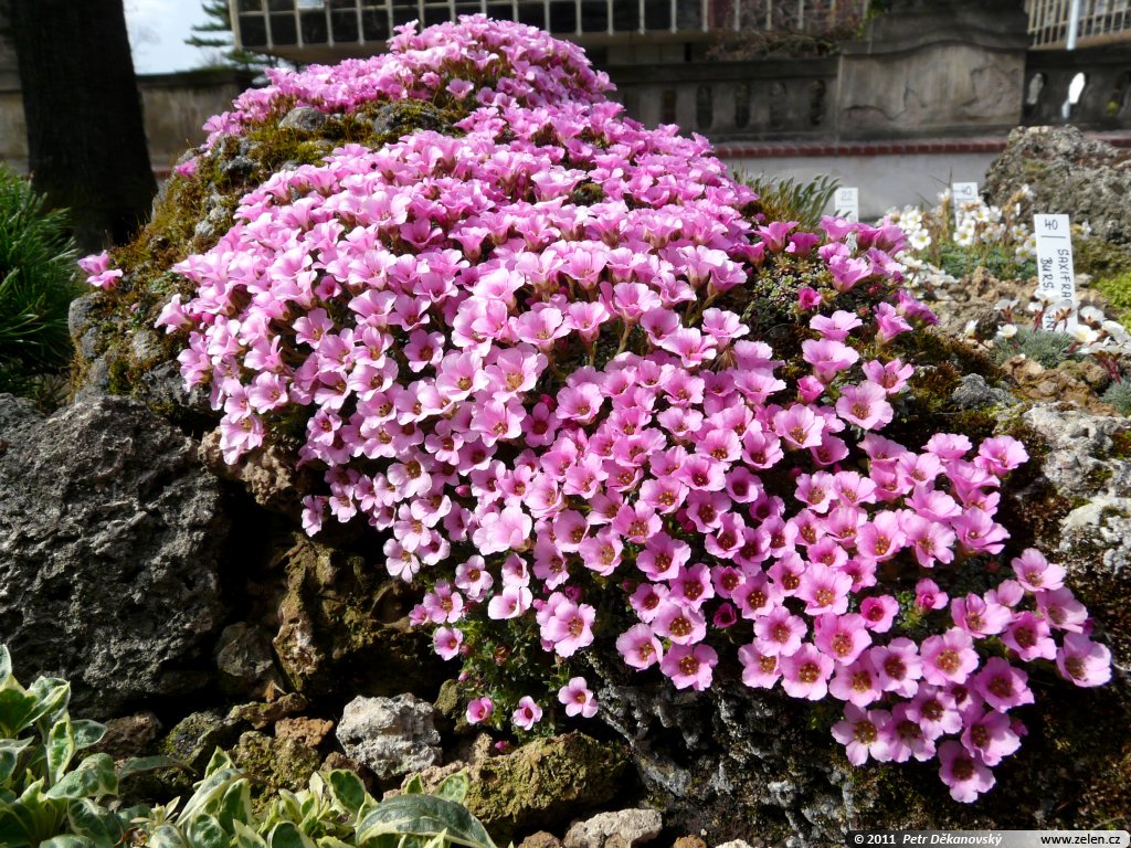 Камнеломка цветок садовый многолетний описание. Камнеломка пурпурная мантия. Камнеломка многолетняя. Саксифрага Арендса. Камнеломка Фламинго.