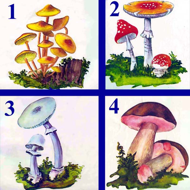 Отметь рисунки на которых представлены съедобные грибы