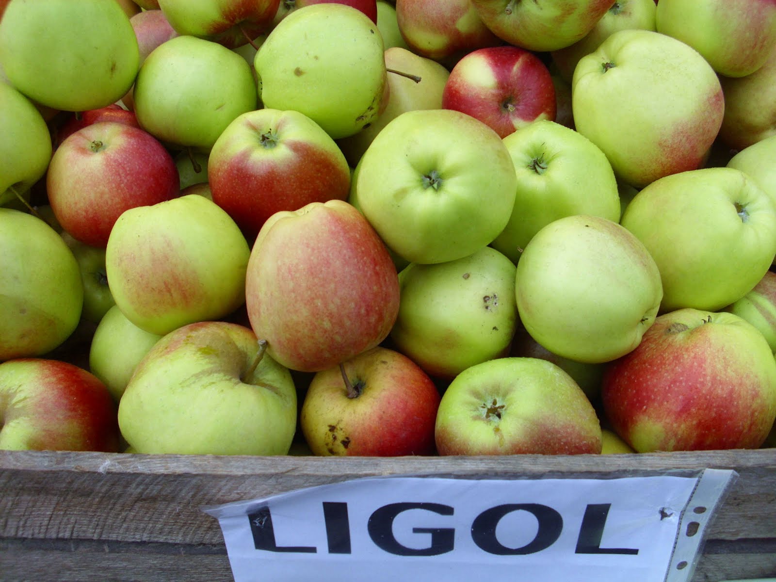 Яблоки Лиголь