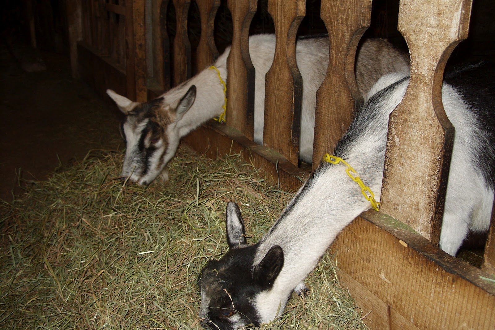 Содержание домашней козы. Коза Ностра ферма. Ферма для дойных коз. Животноводство козы. Козы на ферме.