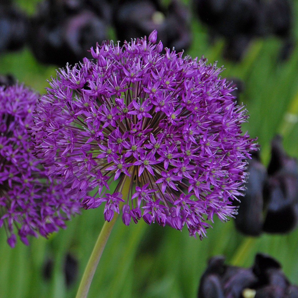 Аллиум. Аллиум перпл сенсейшен. Аллиум Амбассадор. Аллиум Purple Sensation. Аллиум Амбассадор луковицы.