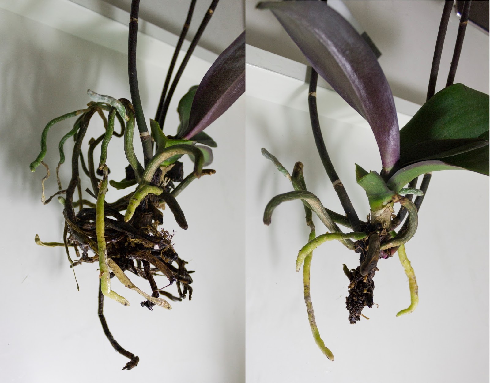 Живые корни орхидеи. Орхидея фаленопсис корни. Ризоктониоз орхидеи фаленопсис. Орхидея Дендробиум воздушные корни. Пафиопедилум корни.