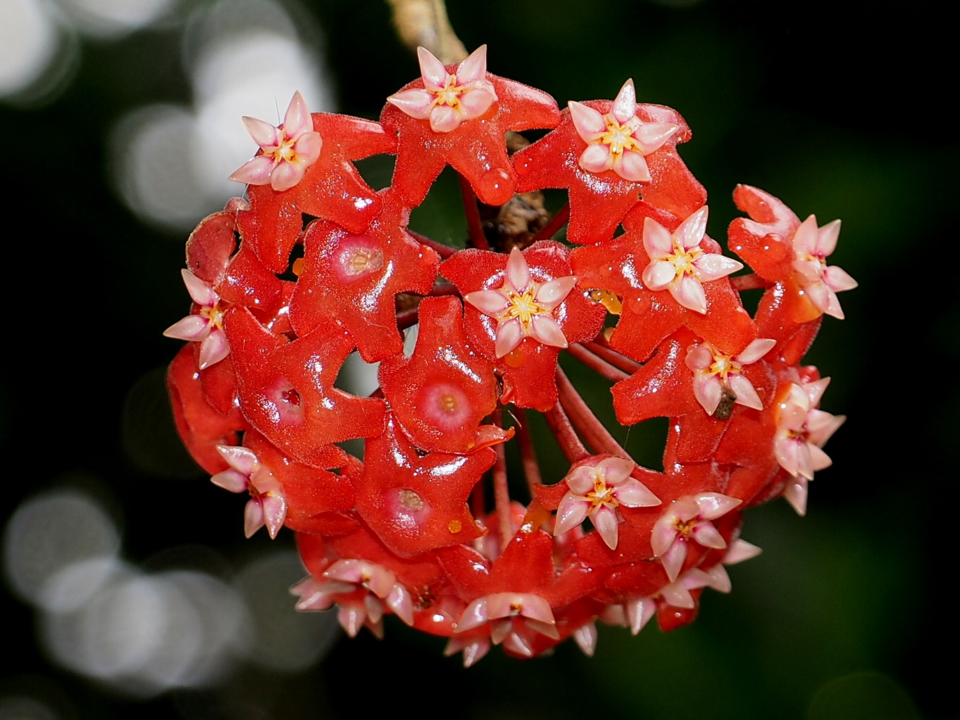 Хойя Hoya burtoniae