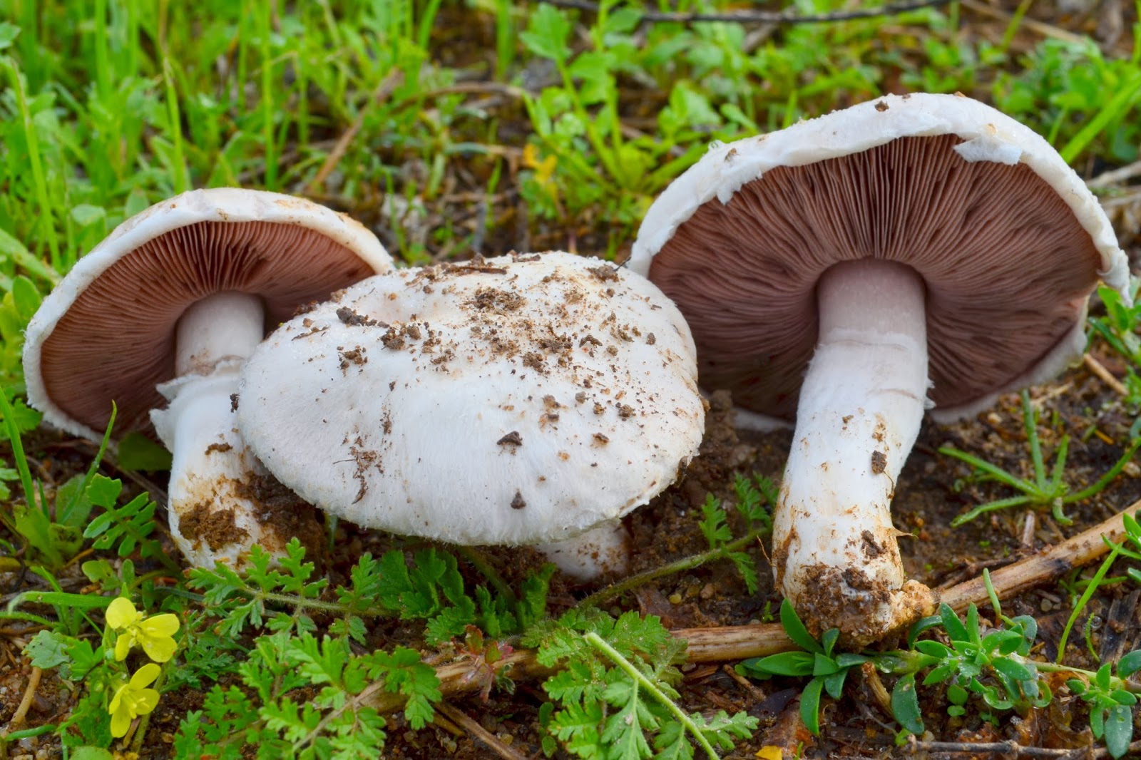 Шампиньон луговой фото. Шампиньон Таблитчатый (Agaricus tabularis). Печерица Луговой шампиньон. Шампиньон пёстрый (Agaricus meleagris). Печерица гриб Крым.