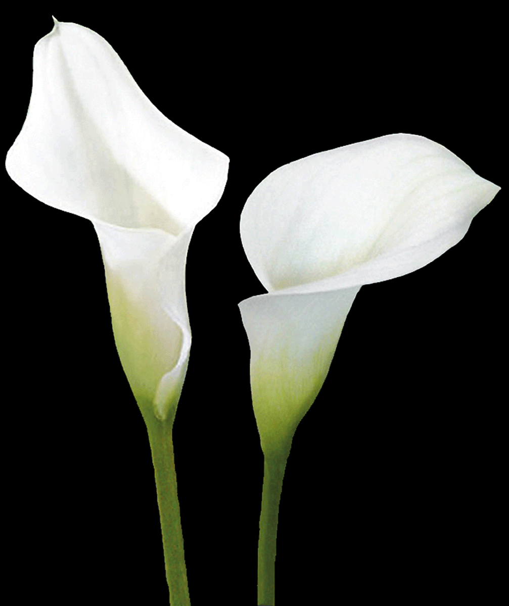 Ноги белый цветок. Белокрыльник (Калла). Калла Сан Ремо. Калла Аукленд.