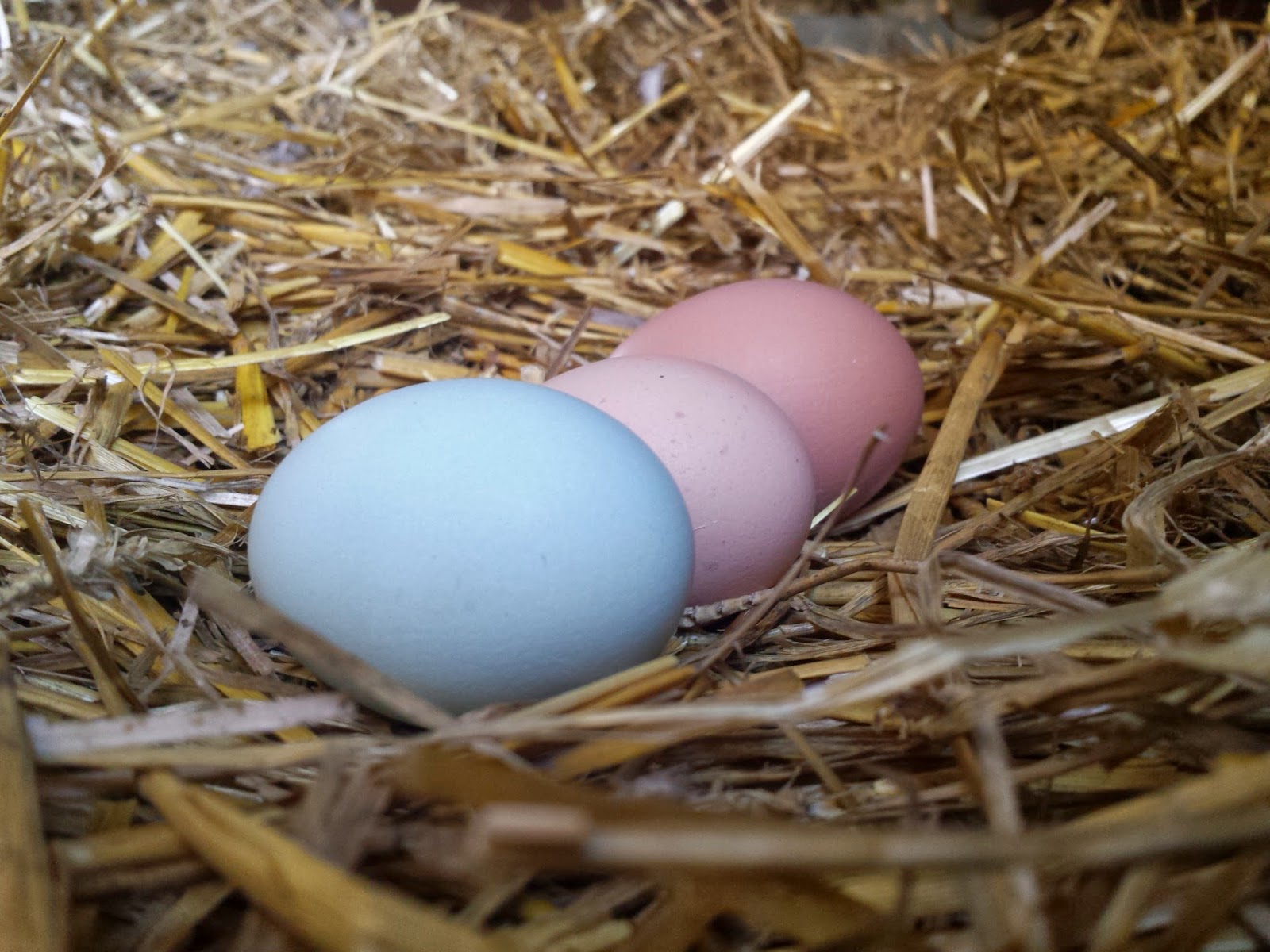 Кура несет мелкие яйца. Яйца молодок. Куры несут яйца. Куры несут цветные яйца. Куры которые несут цветные яйца.