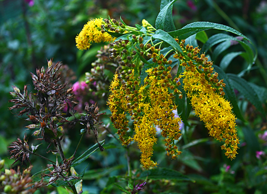 Золотарник фото. Золотарник обыкновенный. Золотарник обыкновенный (Solidago virgaurea. Золотарникобыкновкнный. Золотарник Золотая.