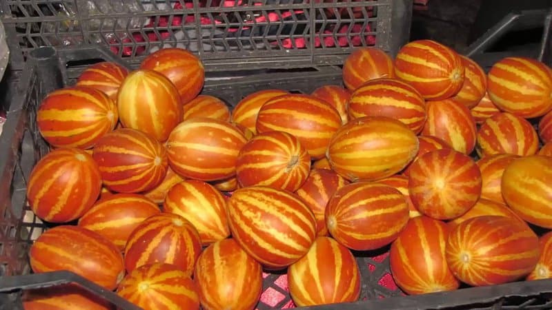 Экзотический фрукт с необычным внешним видом и интересным вкусом - дыня "Вьетнамская"