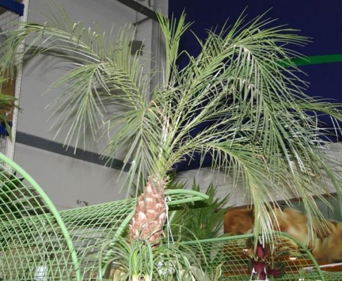 Пересадка финиковой пальмы