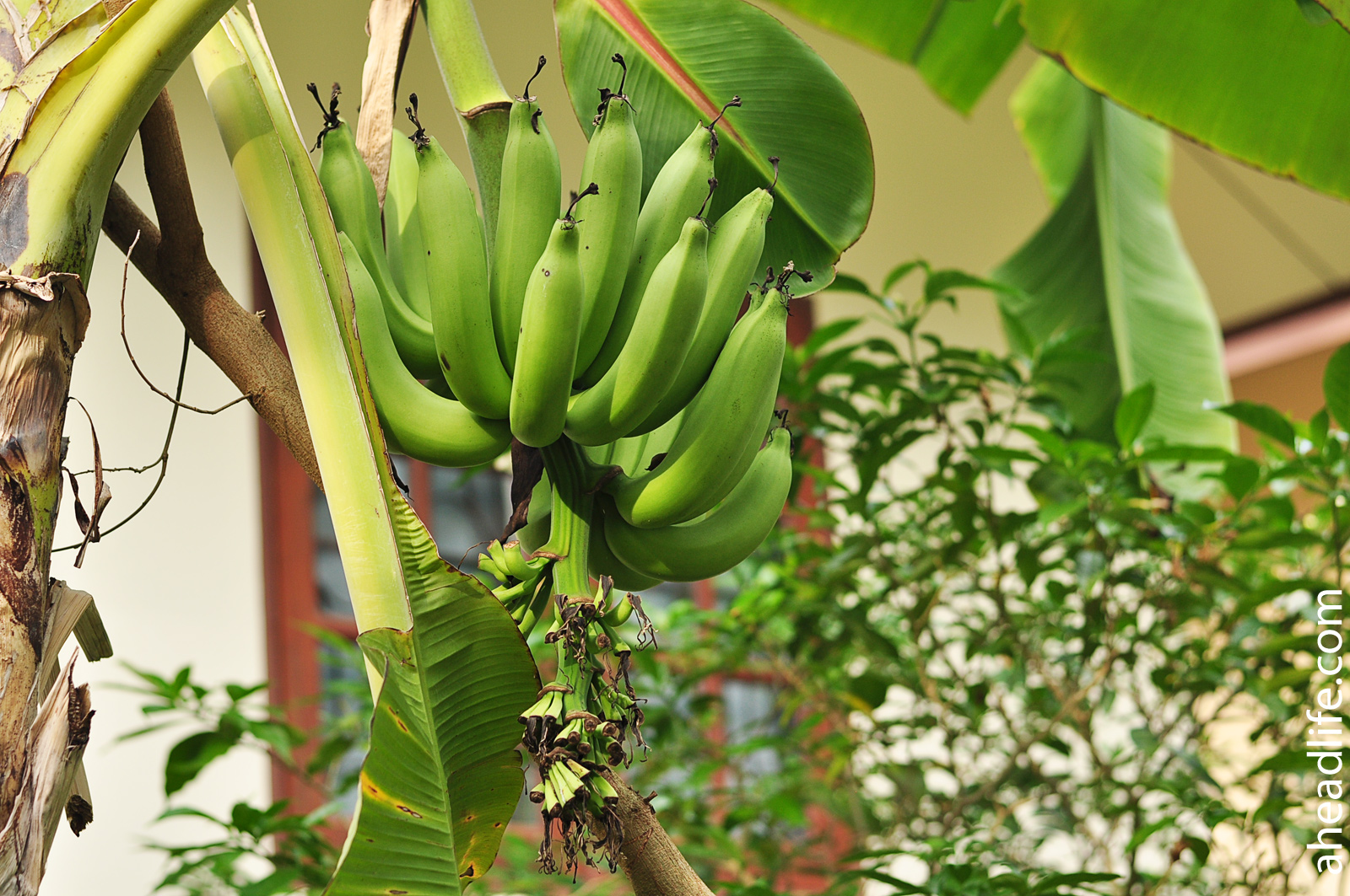 Банан это трава фрукт овощ или ягода. Банановая Пальма. Банановая Пальма Musa itinerans. Банановое дерево цветок. Бананы на Пальме.