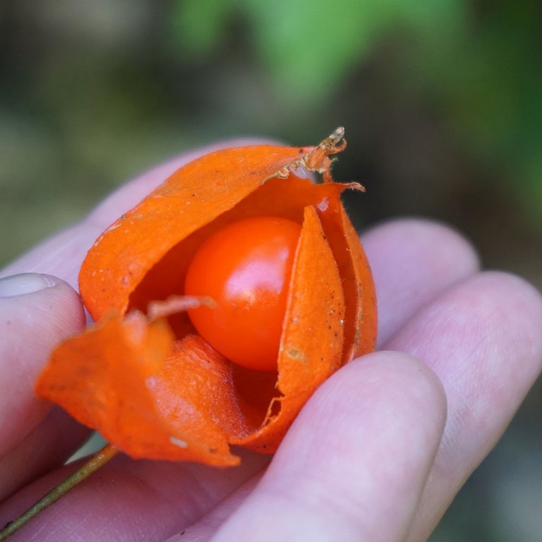 Маленькая ягода похожа. Паслён физалис. Паслен оранжевый. Паслен Алтайская ягода. Семена паслен оранжевая ягода.