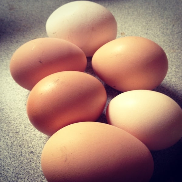 There are many reasons your hens may have stopped laying eggs, we explore all of them in this article.