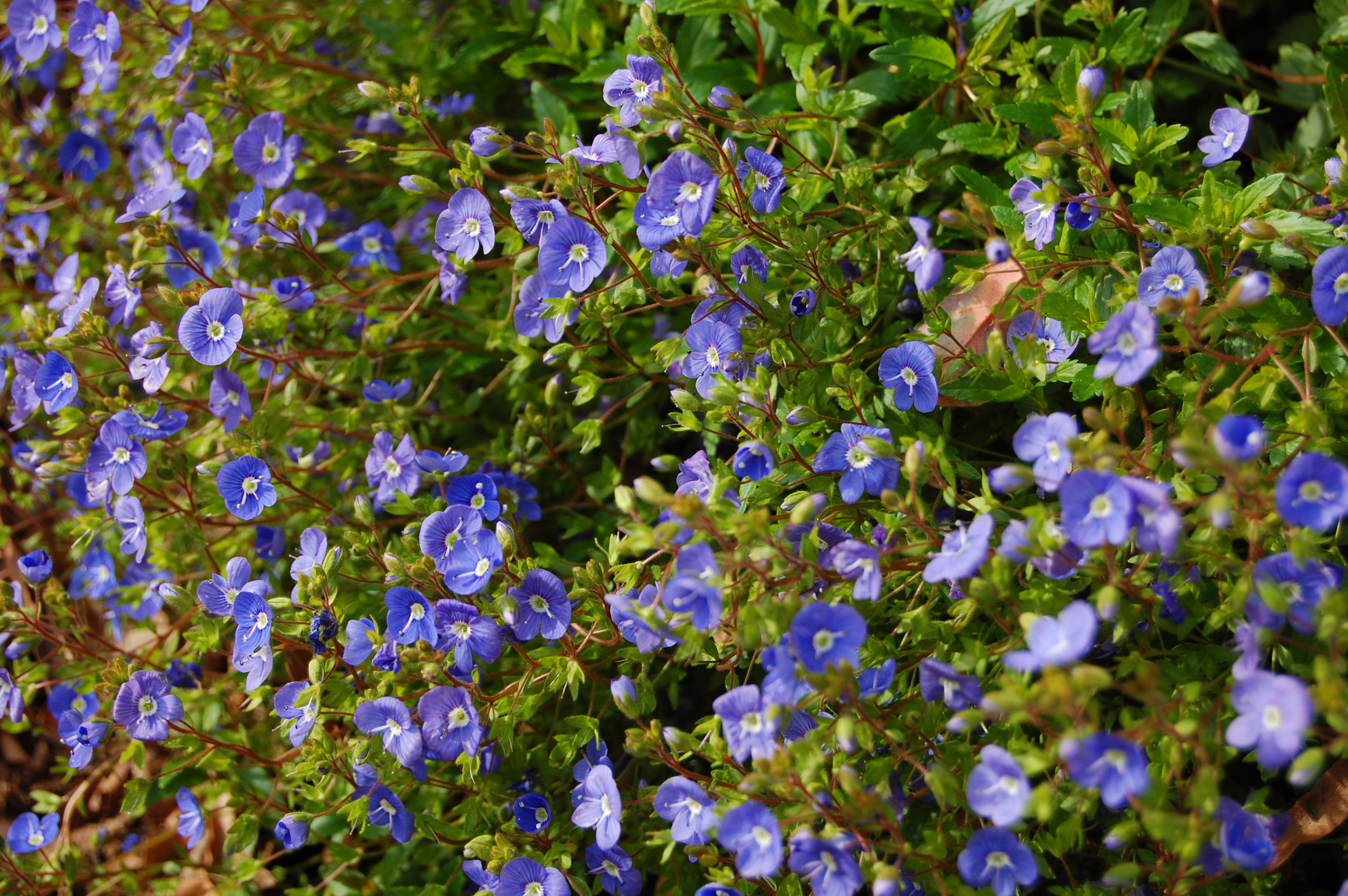 Кустики с маленькими синими цветочками