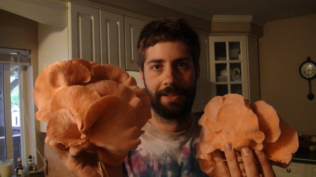 large pink oyster mushrooms