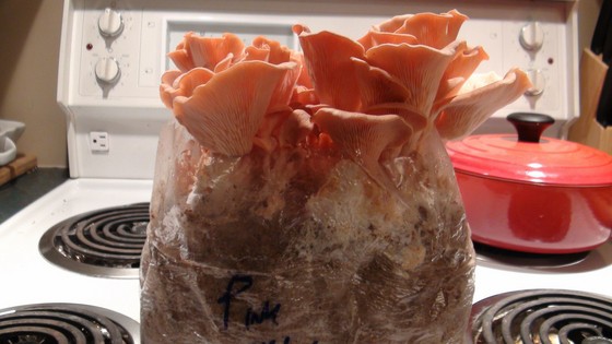 pink oyster mushroom showing gills