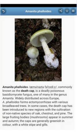 mushroom-identification-app