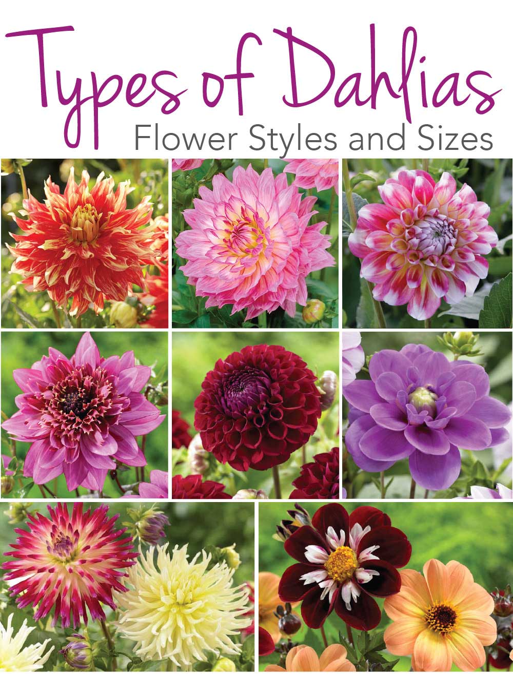 Types-of-Dahlias.jpg