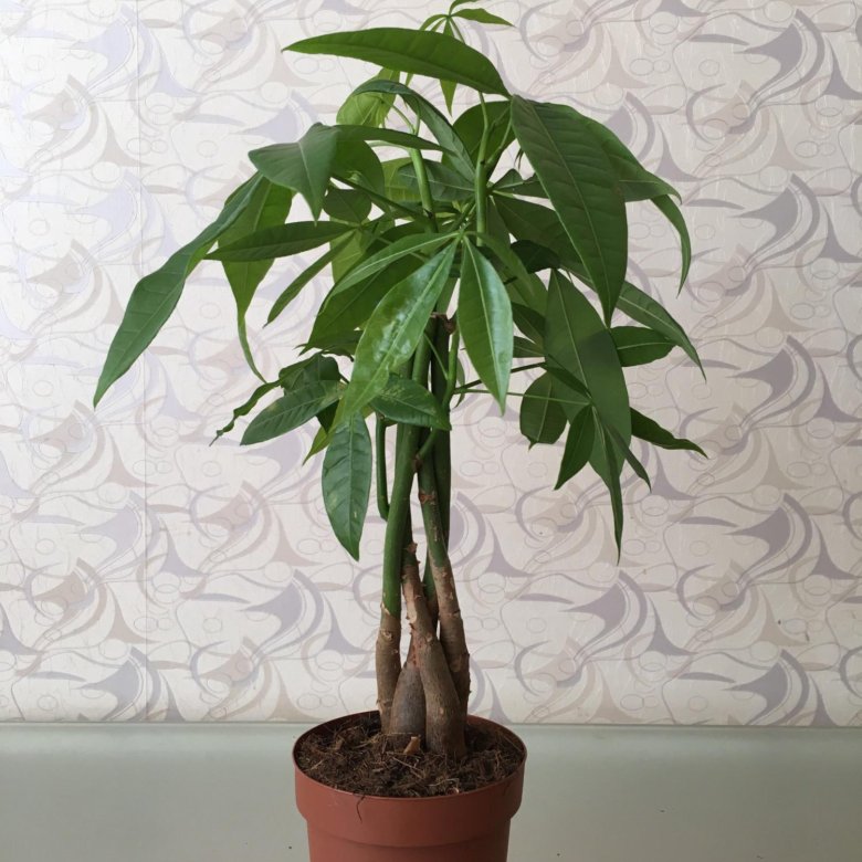Копеечное дерево комнатное растение фото