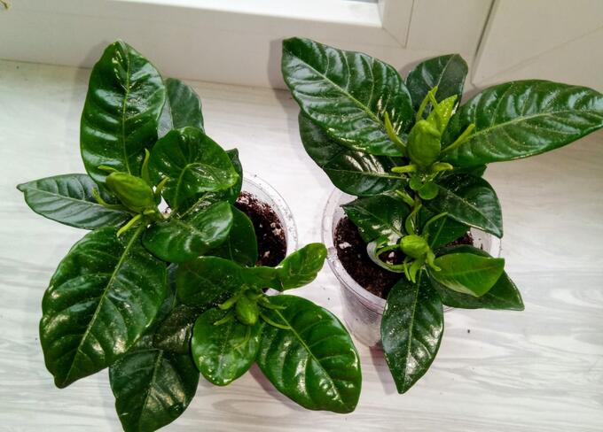 Как размножить гардению. Гардения жасминовидная черенки. Отросток гардении. Гардения жасминовидная рассада. Как размножить гардению.