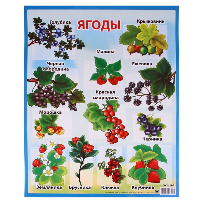 Какие есть ягоды. Ягоды плакат для детей. Садовые ягоды названия. Садовые ягоды для детей. Наглядное пособие. Ягоды.