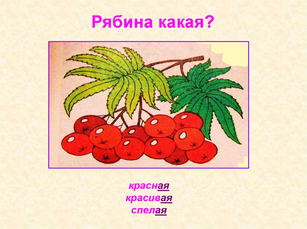 Какая красная. Рябина какая прилагательные. Прилагательное к слову рябина. Эпитеты к слову рябина. Рябина прилагательные к слову рябина.