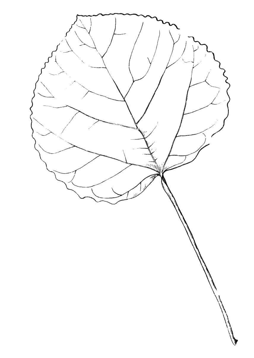Семена осины рисунок характеристика семен мармеладовой