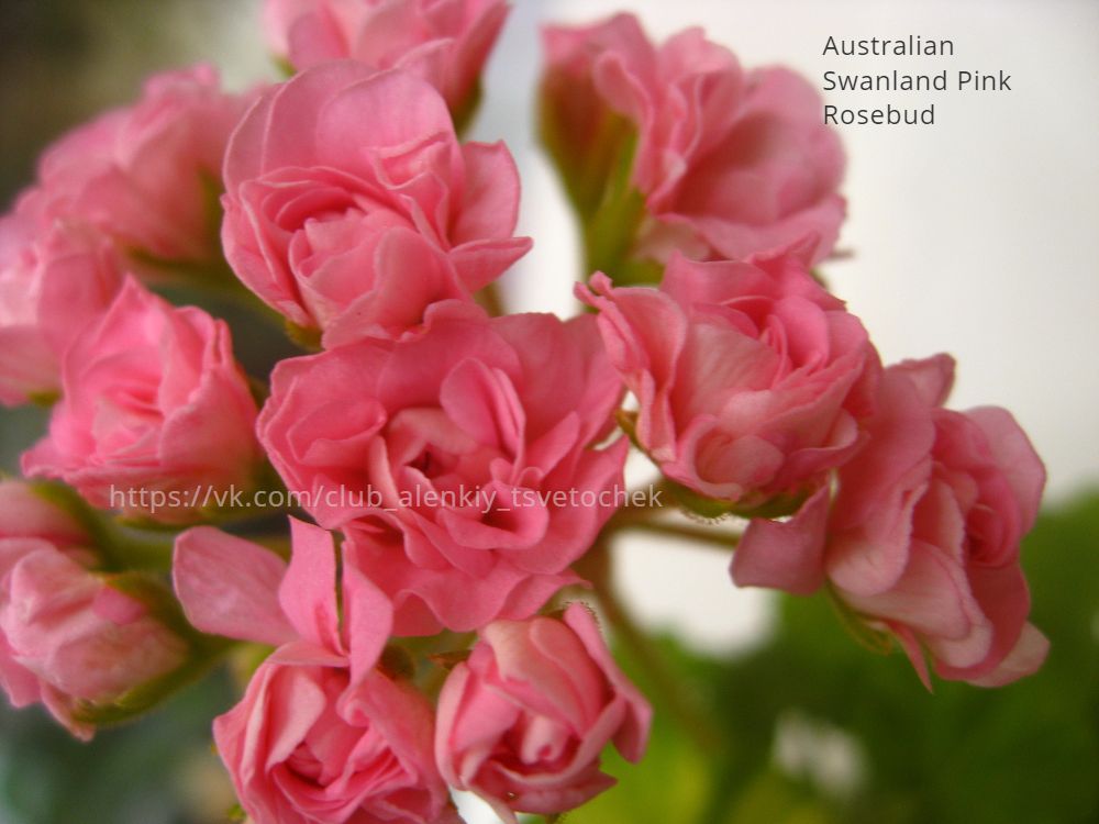 Австралия пинк розебуд пеларгония фото описание
