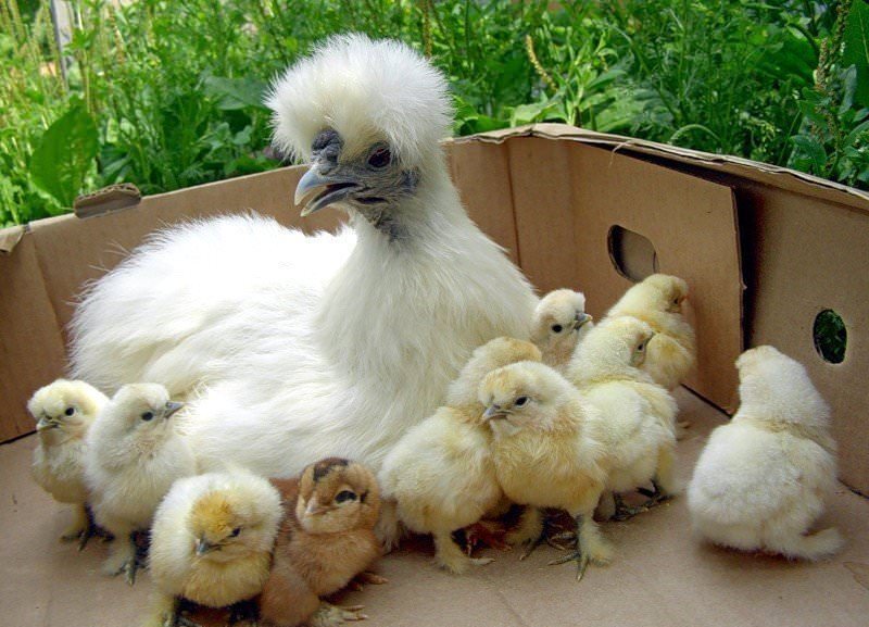 Для получения качественного поголовья этих птиц заводчики рекомендуют приобретать яйца из инкубатора или взрослых неродственных особей разных полов