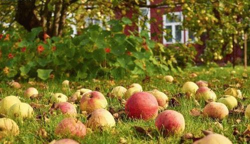 Работы в саду в октябре на кубани. Работы в саду в октябре