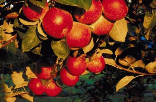 Работы в саду в октябре на кубани. Работы в саду в октябре