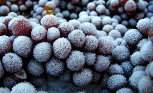 Как законсервировать виноград на зиму. Варианты использования: что можно приготовить на зиму