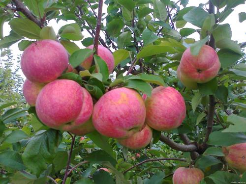 Яблони сорта для северо запада. Самые сладкие сорта яблок для Ленинградской области 04