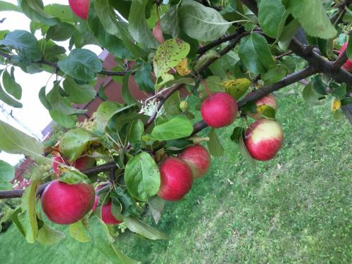 Яблони сорта для северо запада. Самые сладкие сорта яблок для Ленинградской области