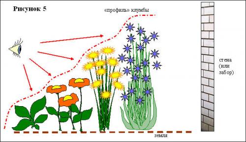 Какие цветы посадить с тюльпанами, чтобы цвели все лето. Как замаскировать отцветшие нарциссы и тюльпаны? 17